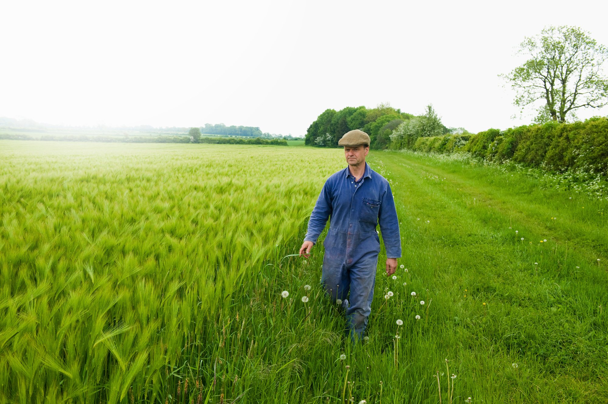 farmer-strolling-and-inspecting-green-field-2024-06-18-22-19-42-utc